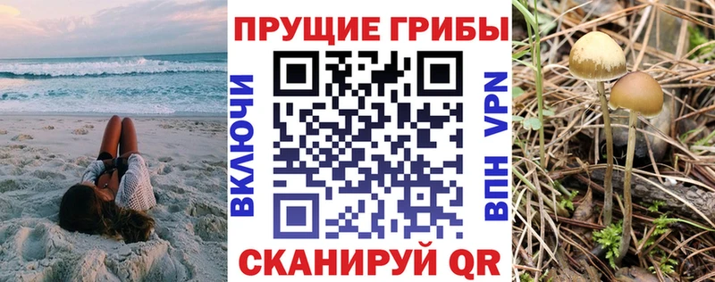 наркошоп  Миллерово  Псилоцибиновые грибы GOLDEN TEACHER 